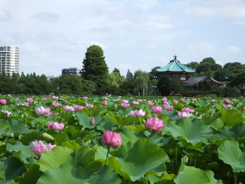 上野不忍池にて