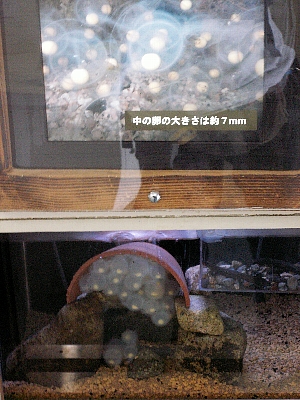 オオサンショウウオの卵
