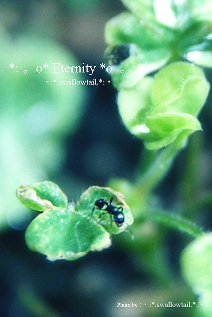 Photo by swallowtail　J.jpg