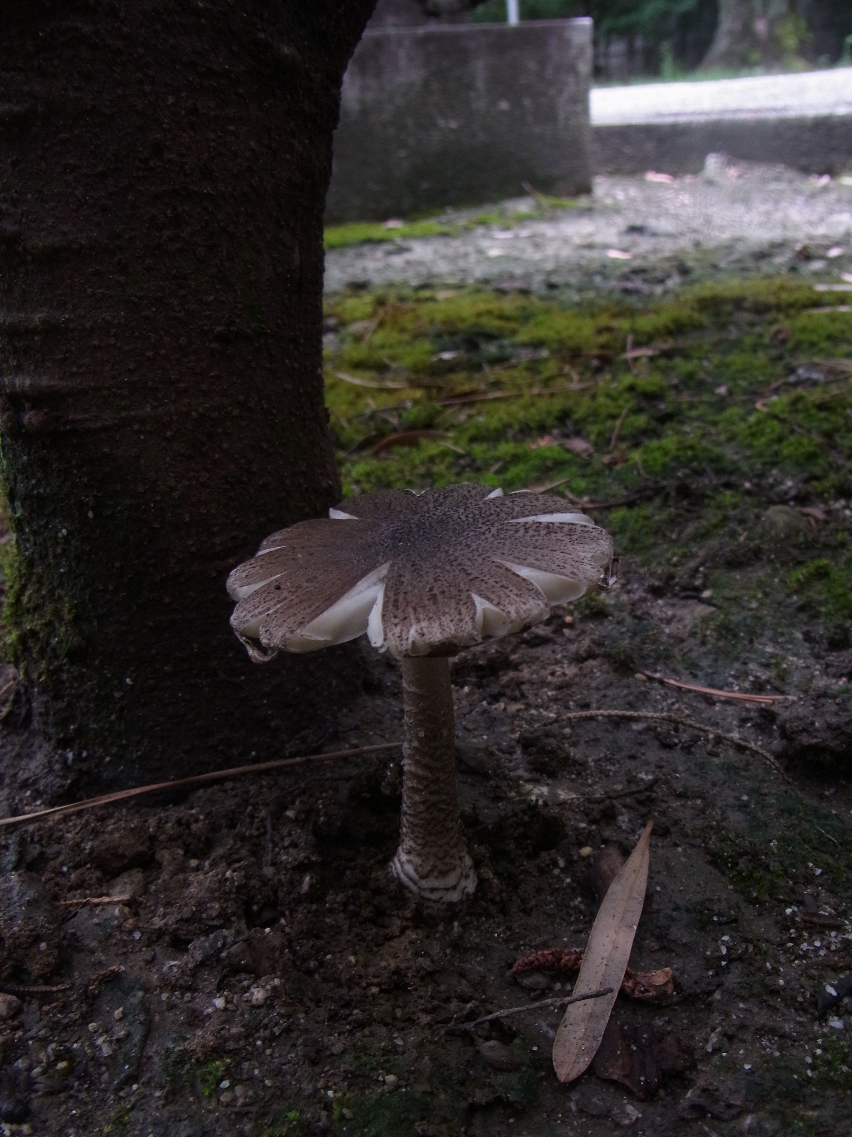 太秦 3 大避神社 夢みるきのこ 楽天ブログ