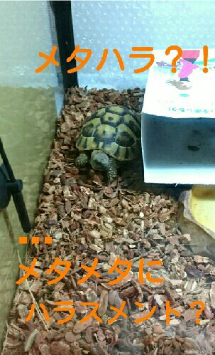 rblog-20151017090659-01.jpg