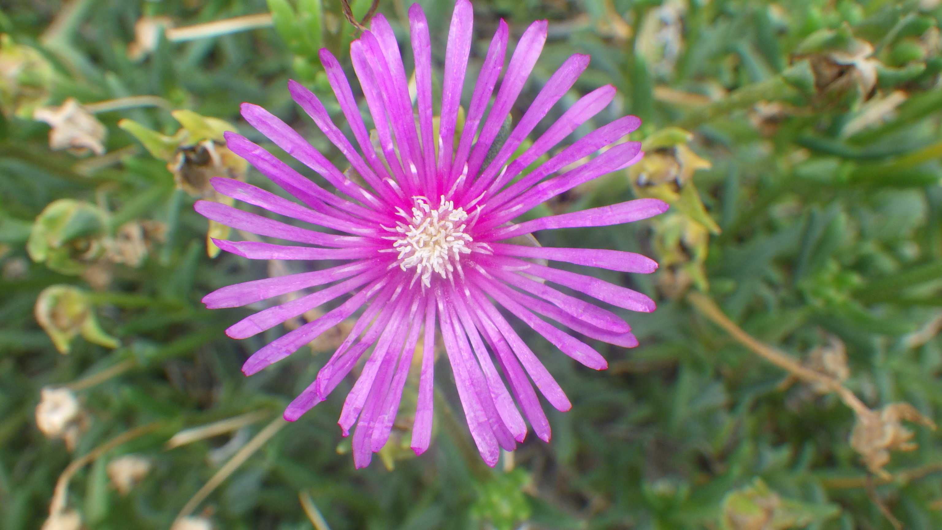 マツバギク Elfin S Note 楽天ブログ