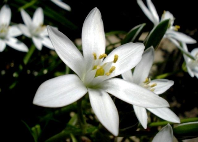 大甘菜の花 花と蕎麦とリハビリと 楽天ブログ