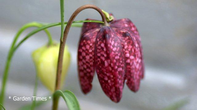 ふりちらりあ２