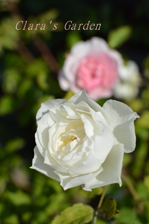 DSC_0002.JPG