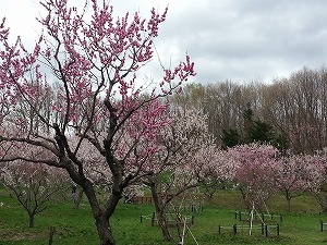 平岡公園の梅まつり
