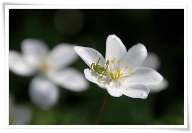 樹木公園-6 ニリンソウとちびバッタ 15.4.22