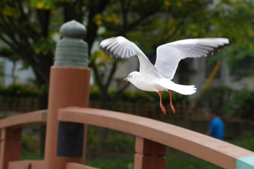 洗足池にて