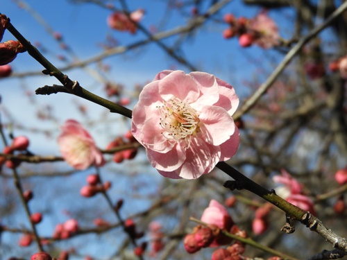 池上梅園にて