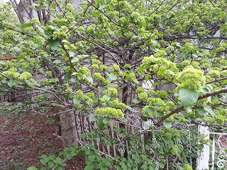 2015-05-09 12.58.16ss.jpg