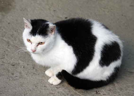 我が家のニャンコ♪2013/1/20-2