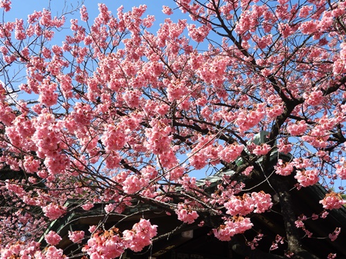 荏原神社にて