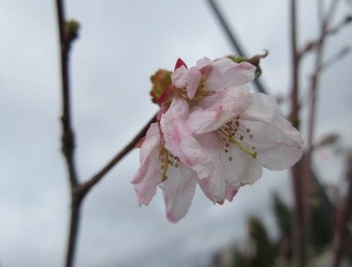 千島桜　渡島総合振興局