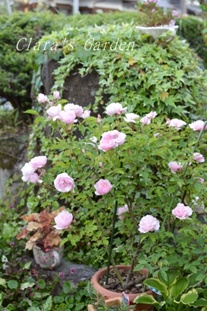DSC_0009.JPG
