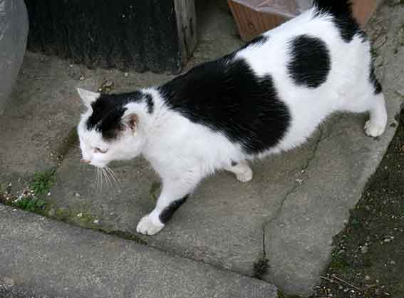 我が家のニャンコ♪2016/4/23-3