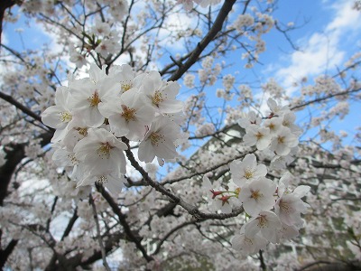桜が咲いたら蓮水カノンさんの腹ペタダイエット