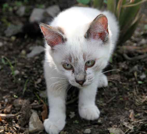我が家のニャンコ♪2013/7/8-2