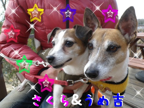 さくら・うめ吉.JPG