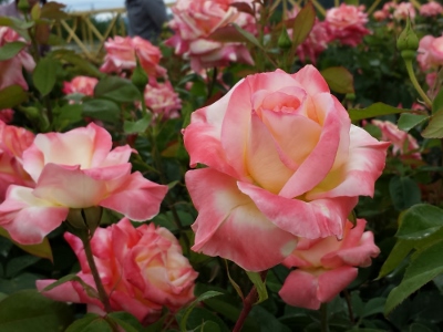20160530_143559 (400x300).jpg