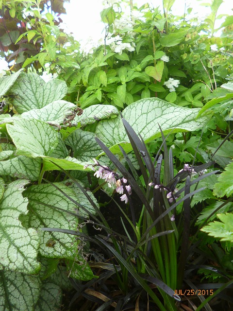 P1100871.jpg