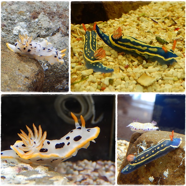 ウミウシ１