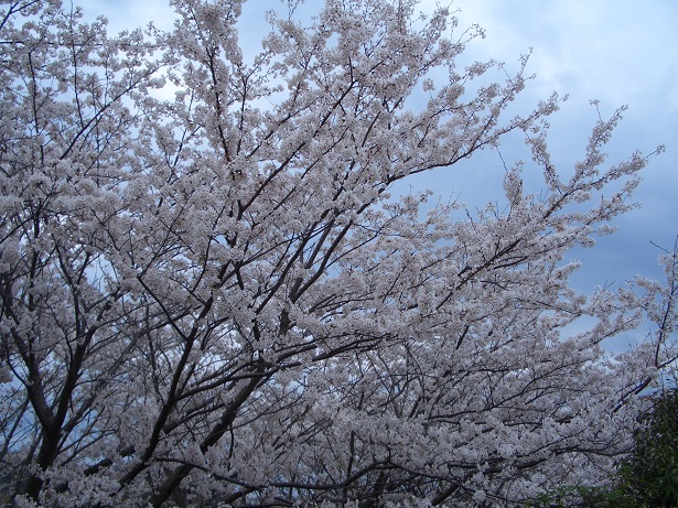CIMG0803.jpg