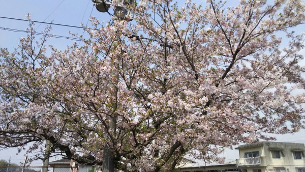 花見
