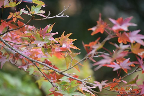 DSC_0154.JPG