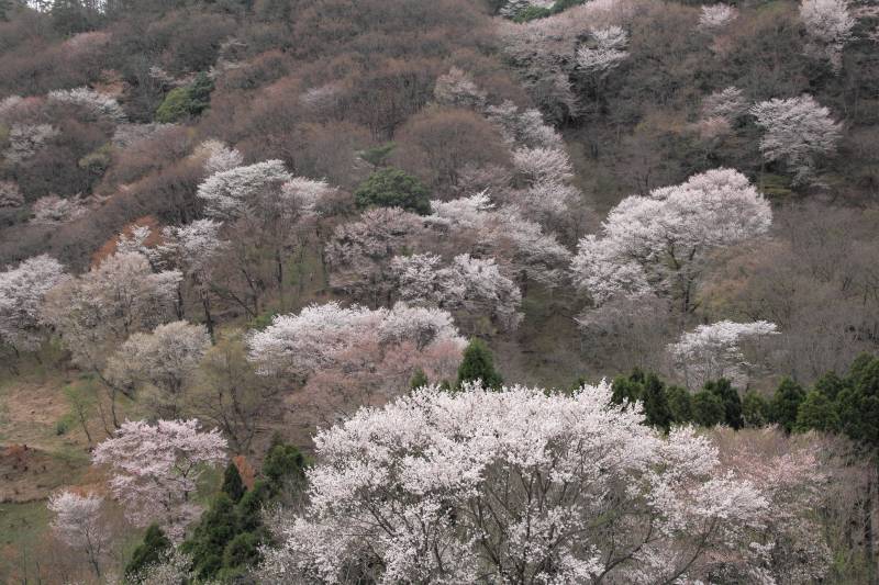 黒川桜の森_002.jpg