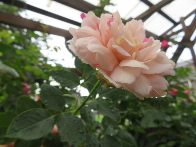 人目引く魅力ある絞りバラ アブラカタブラ 華麗なイヴ種の３番花たち ばぁばの薔薇の花園 楽天ブログ