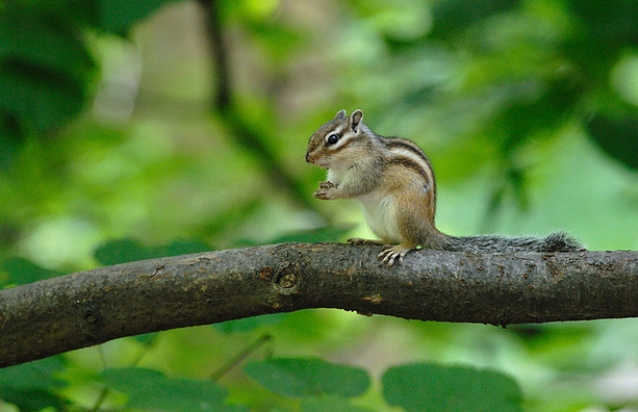 0709 Siberian Chipmunk.jpg