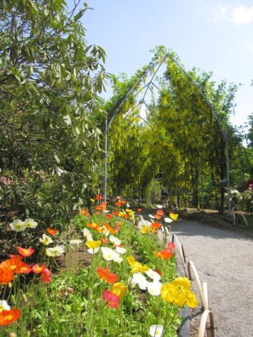 ASHIKAGA_FLOWER_PARK2