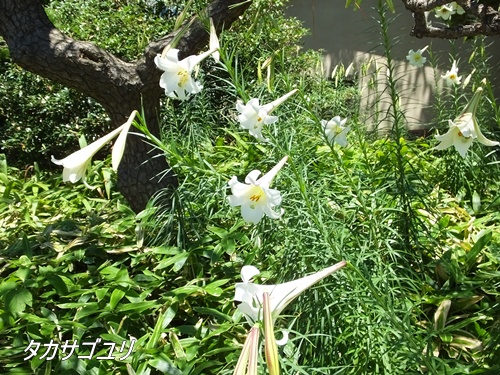 旧芝離宮恩賜庭園にて