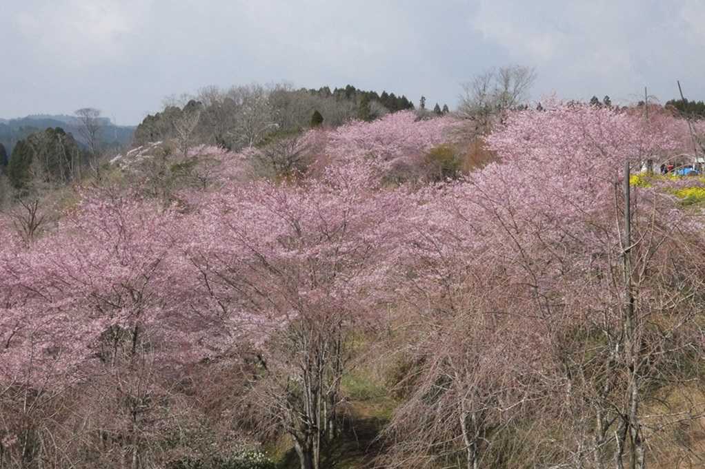 515