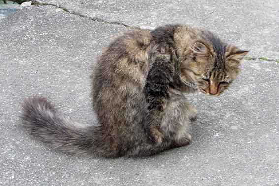 我が家のニャンコ♪2015/11/15-3