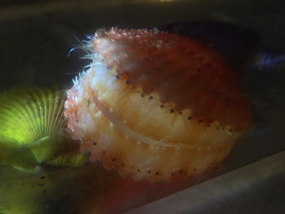 ヒオウギガイ（Mimachlamys nobilis）2　外套眼