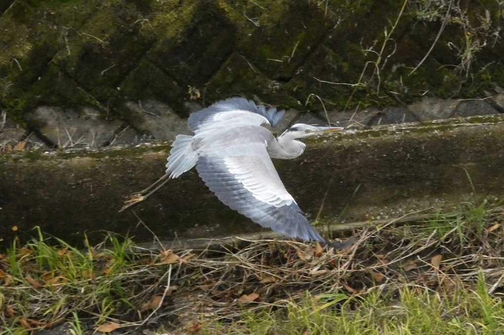 515