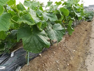 トマトの脇芽取りとキュウリに追肥 青い蛙の菜園日記 楽天ブログ