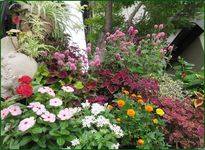 秋のコリウスの寄せ植えが美しい イオノプシジュームが発芽 狭い庭を花いっぱいにする育て方 楽天ブログ