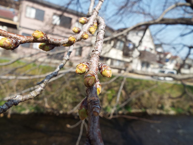 3-17 sakura-tibomi-1.JPG