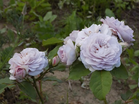 DSCN3648.JPG