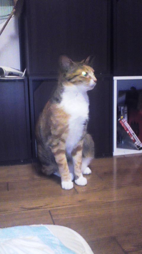 福たたづみ.jpg