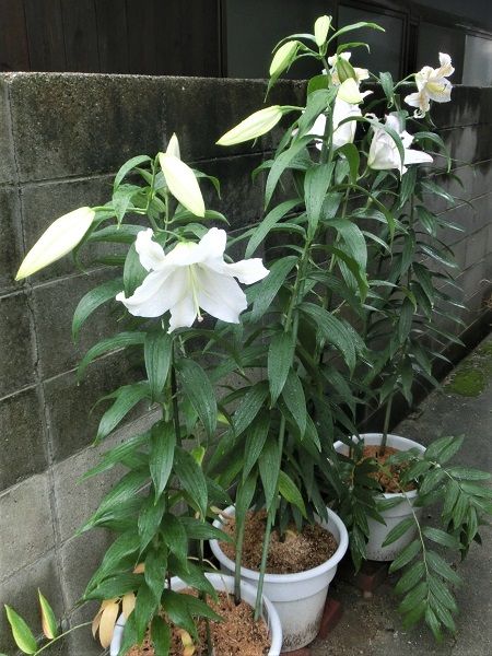 ユリ カサブランカ やっと開花 椿に夢中 楽天ブログ