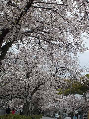 桜並木