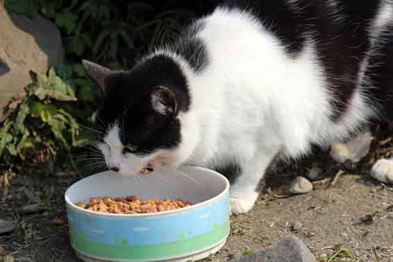 我が家のニャンコ♪2014/03/27-2