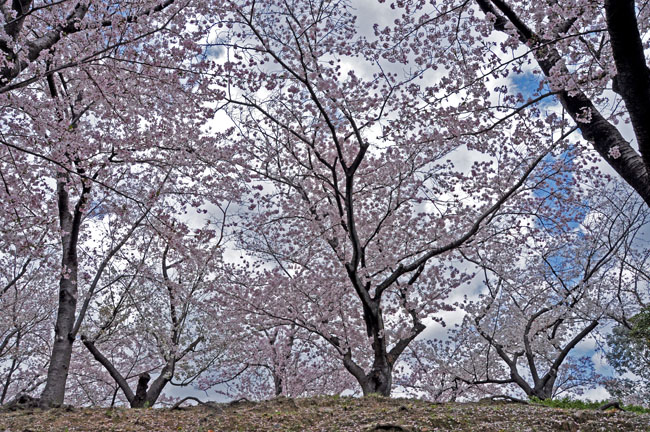 桜６