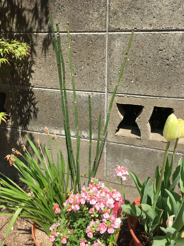 竹みたいな植物 トクサ 増やし方 イッシーのマイレコ My Recommendation 楽天ブログ