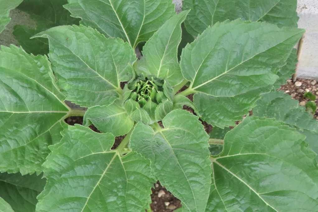 515