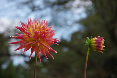 神代植物公園のダリア