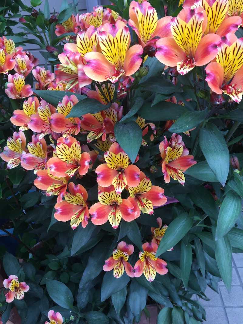 来年はぜったいアストロメニア 仏花倶楽部 プリザーブド仏花の制作 楽天ブログ